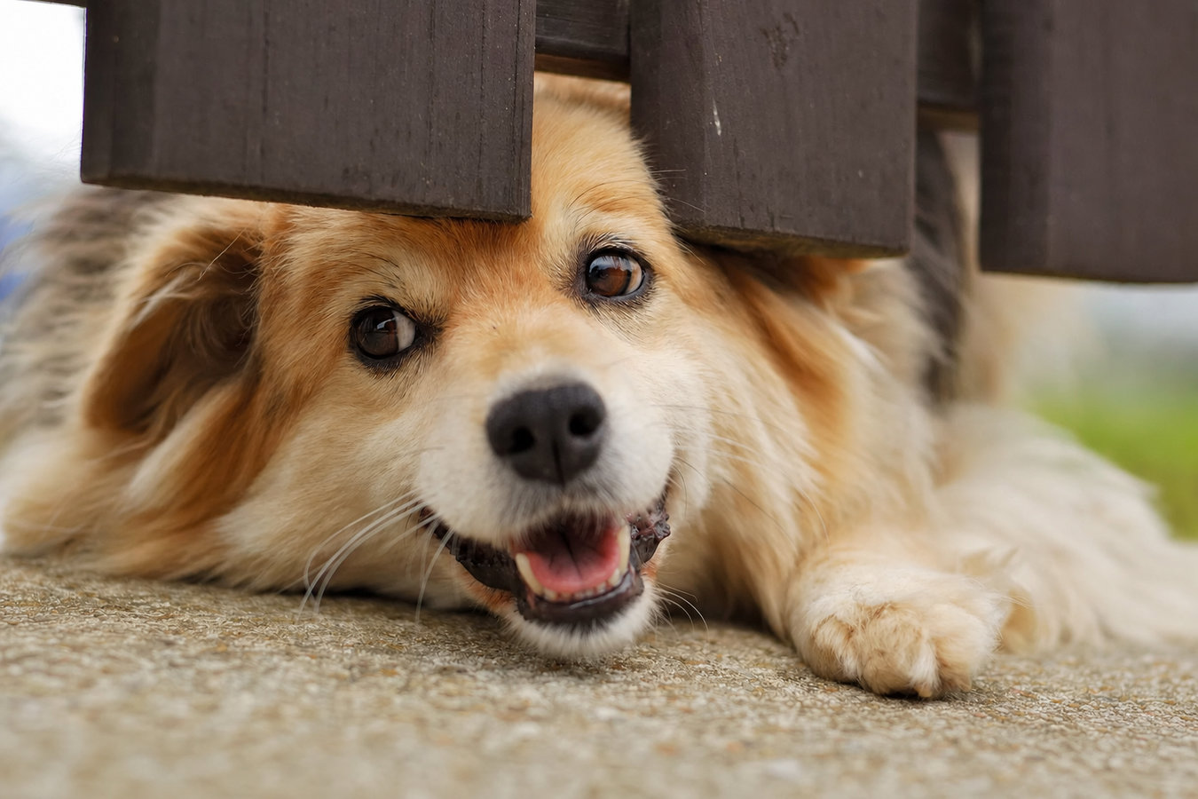 Pet and dog fencing